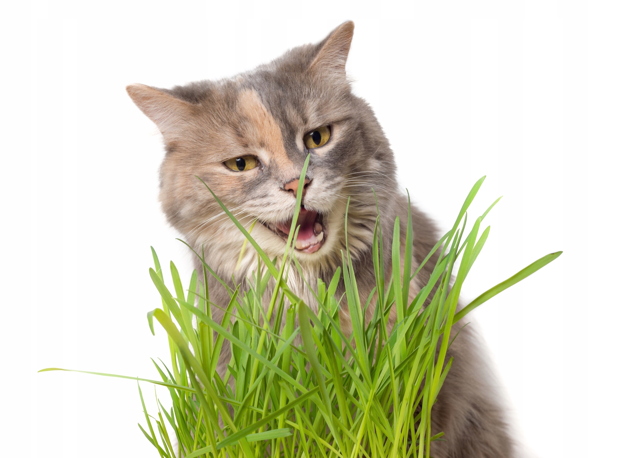 трава для домашних животных